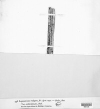 Hypoderma commune image
